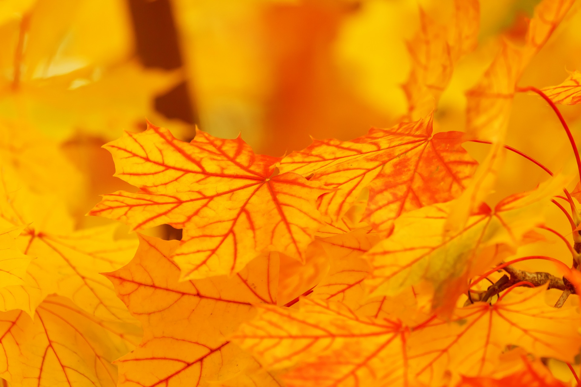 Autumn G773189f41 1920