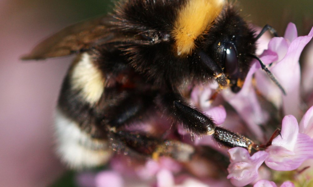 0020 Bombus On Flower TW
