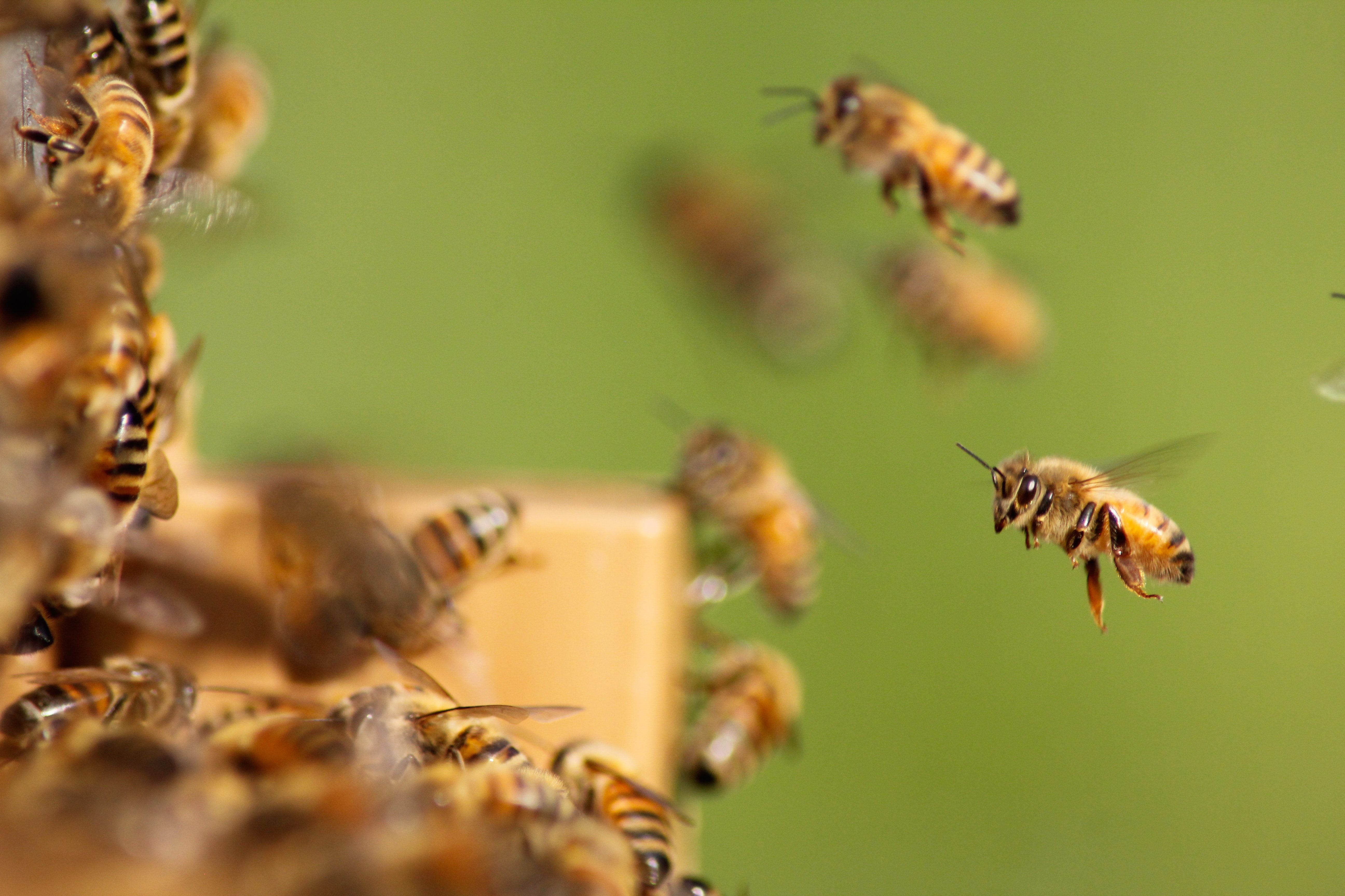 Superhjältar - om insekter och hållbarhet