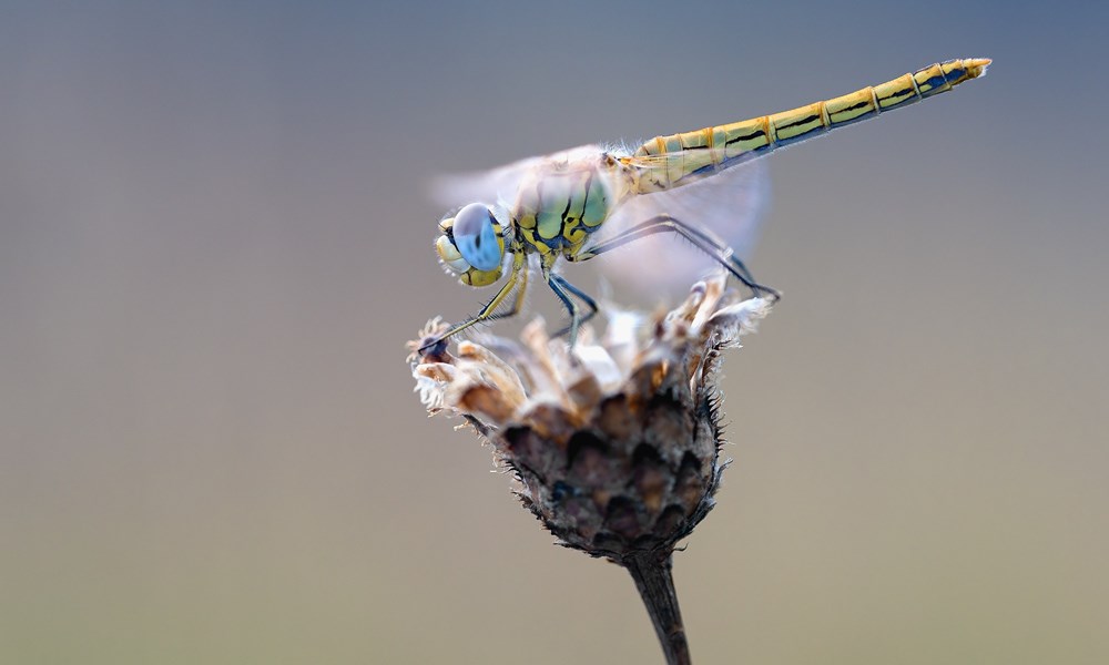 Early Heath Dragonfly 2186186 1920