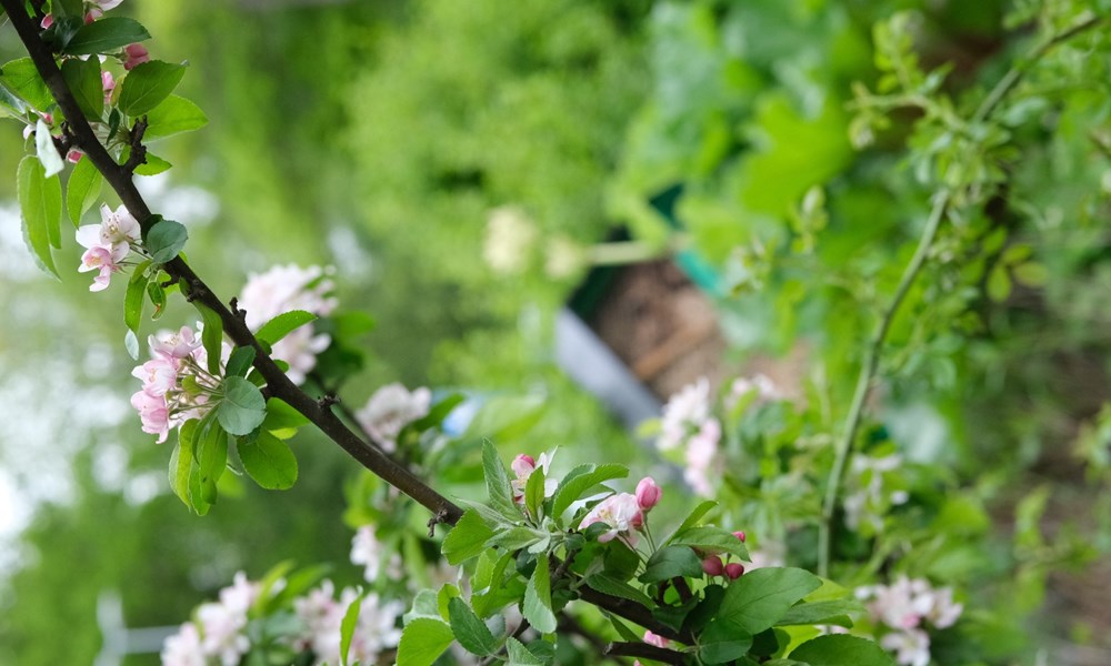 Utegården Blommor