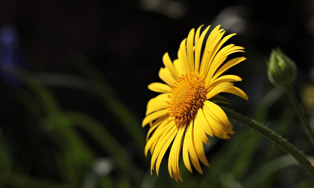 Marguerite 3342050 1280