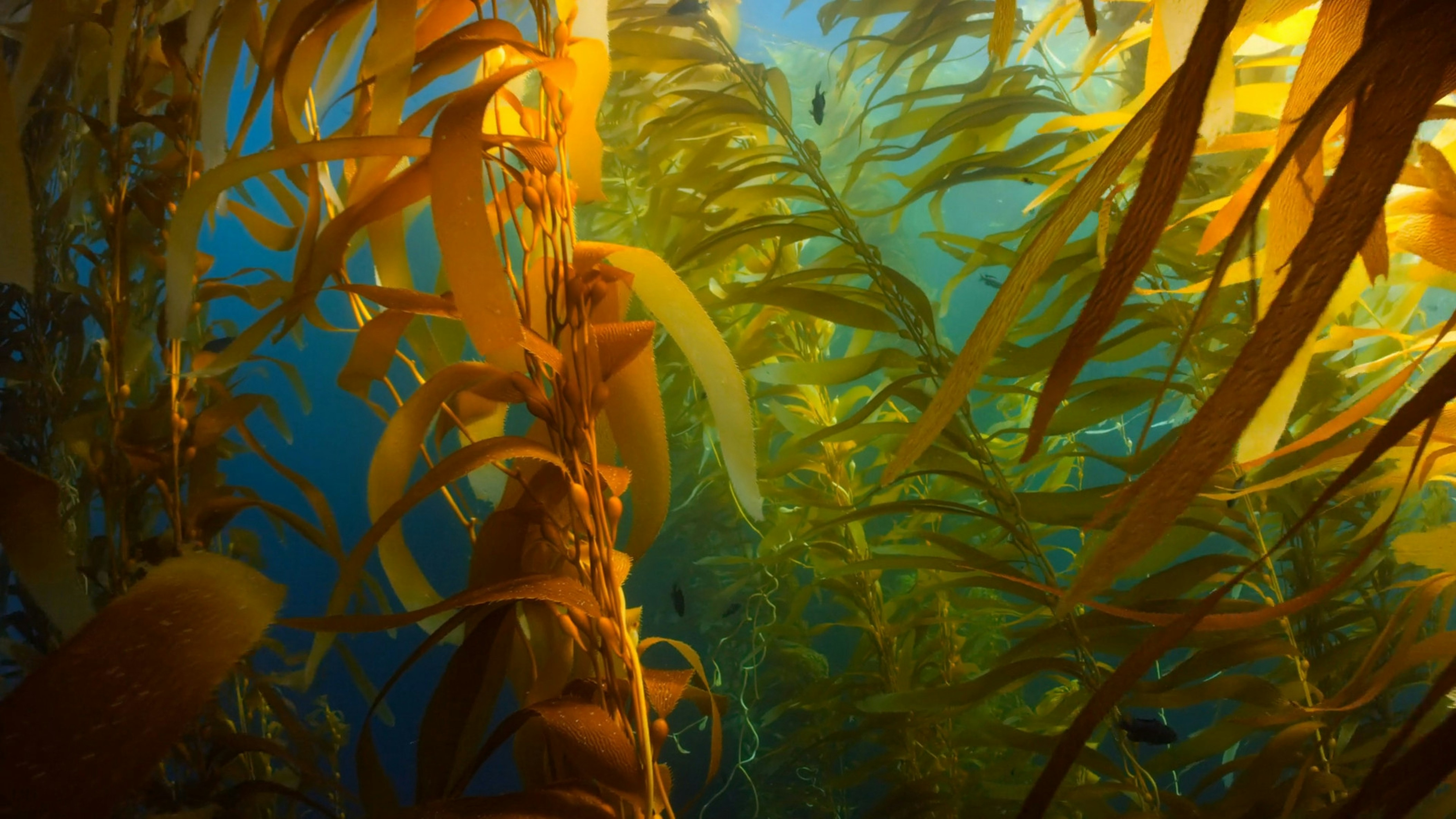 Tångskog Unsplash